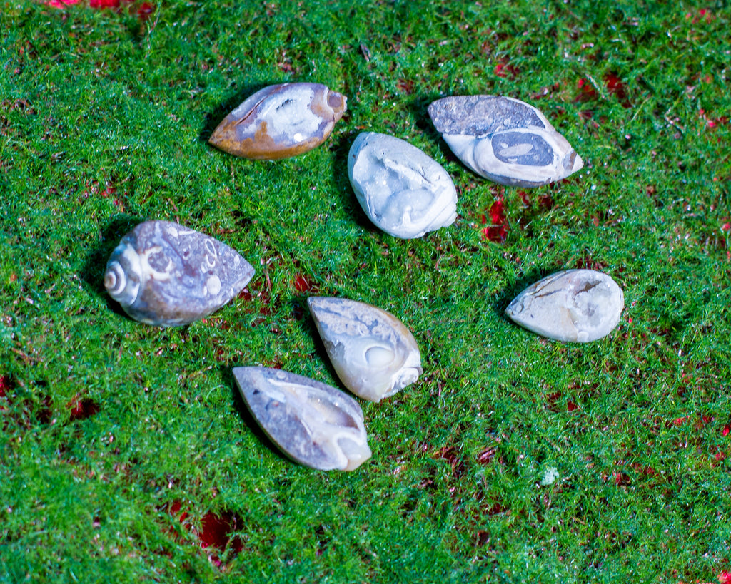 Druzy Fossilized Conches - The Crystal Cavern